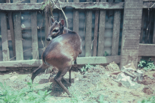 animal 1